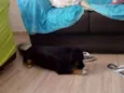 Ravi