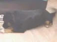 Ravi