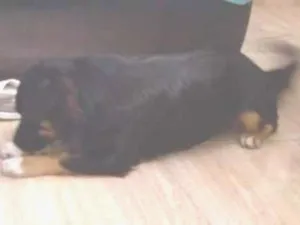Cachorro raça Vira-lata idade 1 ano nome Ravi