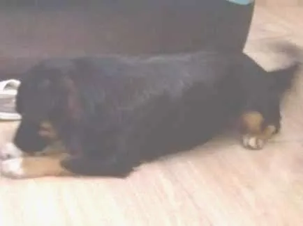 Cachorro ra a Vira-lata idade 1 ano nome Ravi