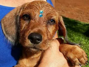 Cachorro raça Viralatinha idade 2 a 6 meses nome Melado