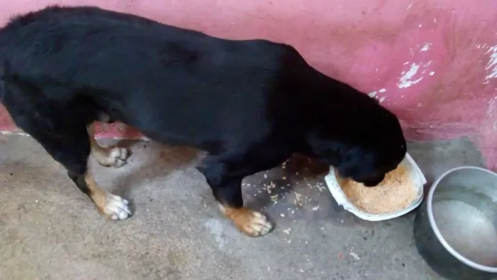 Cachorro ra a Vira-lata idade 1 ano nome Negão 