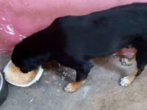 Cachorro raça Vira-lata idade 1 ano nome Negão 