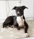 Scooby