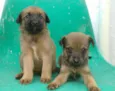 São filhotes lindos 