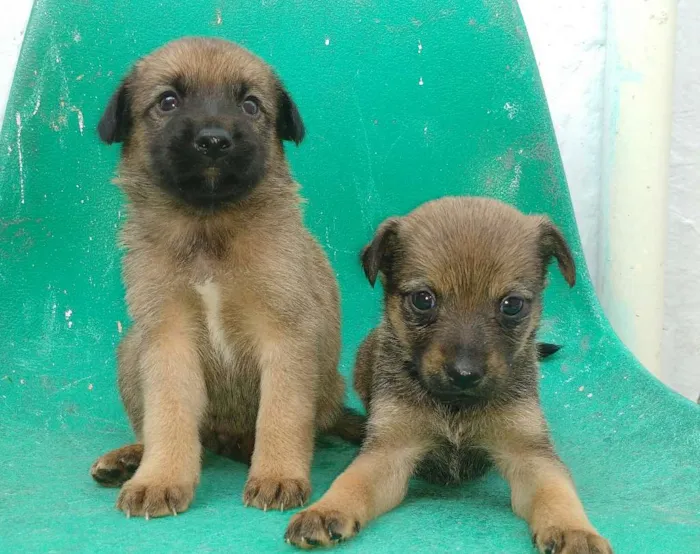 Cachorro ra a Vira latas idade Abaixo de 2 meses nome São filhotes lindos 