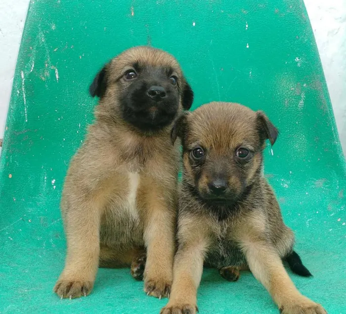 Cachorro ra a Vira latas idade Abaixo de 2 meses nome São filhotes lindos 