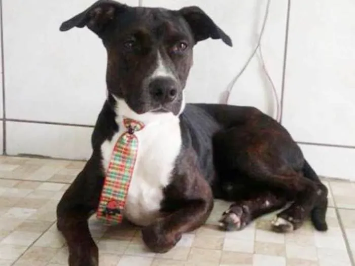 Cachorro ra a srd idade 2 anos nome Scooby