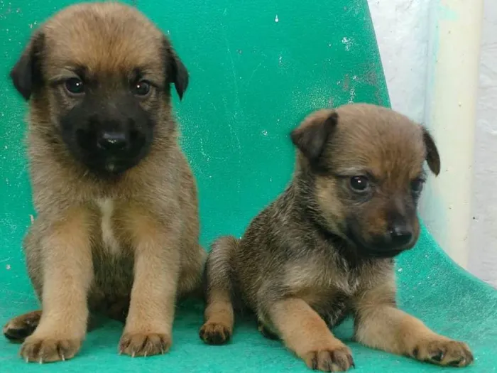 Cachorro ra a Vira latas idade Abaixo de 2 meses nome São filhotes lindos 