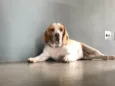 Cachorro raça Beagle idade 2 anos nome Edmundo