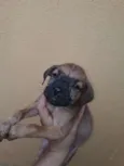 não tem