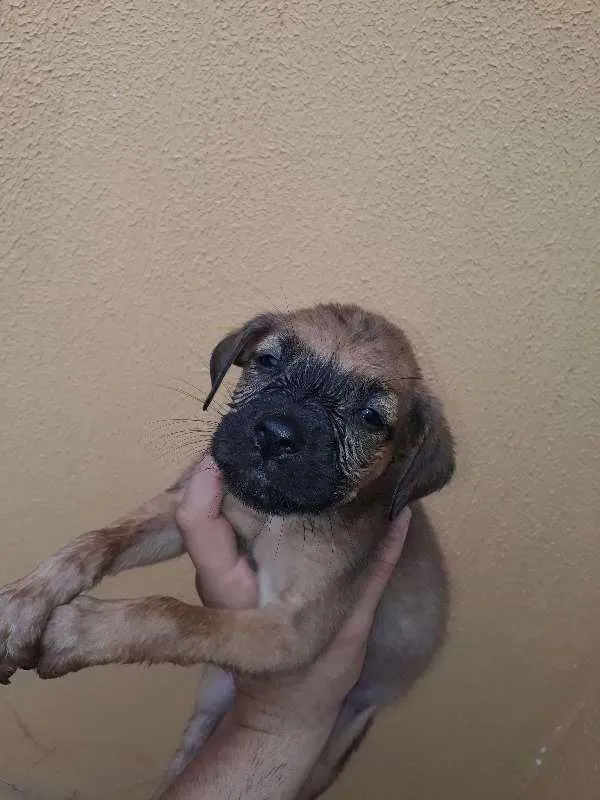 Cachorro ra a não tem idade Abaixo de 2 meses nome não tem