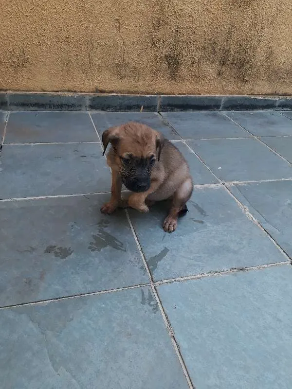 Cachorro ra a não tem idade Abaixo de 2 meses nome não tem