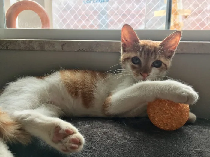 Gato ra a SRD idade Abaixo de 2 meses nome Dexter
