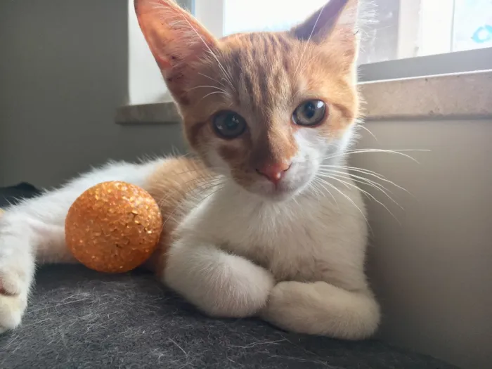 Gato ra a SRD idade Abaixo de 2 meses nome Dexter