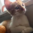 Dexter