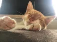 Dexter