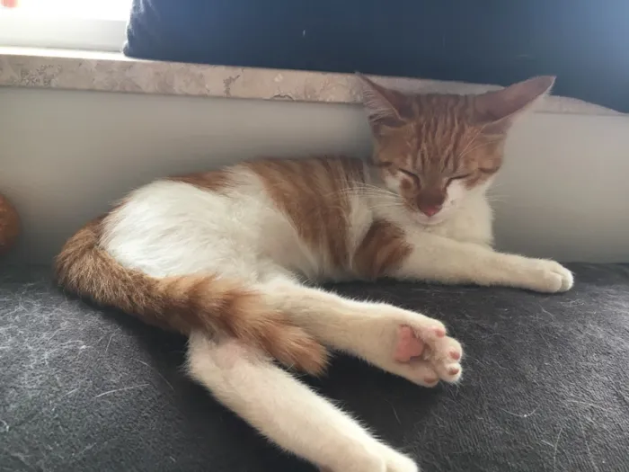Gato ra a SRD idade Abaixo de 2 meses nome Dexter