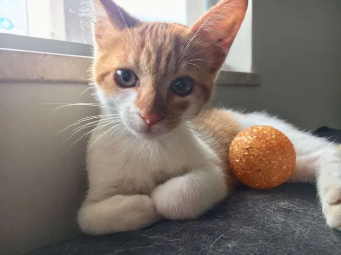 Gato ra a SRD idade Abaixo de 2 meses nome Dexter