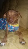 Cachorro raça Srd idade 2 anos nome Yasmin