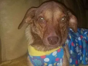 Cachorro raça Srd idade 2 anos nome Yasmin