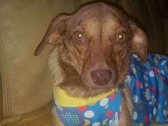 Cachorro raça Srd idade 2 anos nome Yasmin