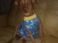 Cachorro raça Srd idade 2 anos nome Yasmin
