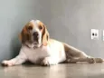 Cachorro raça Beagle idade 2 anos nome Edmundo