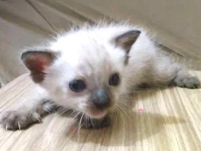 Gato raça Siamês idade 2 a 6 meses nome Não possui nome