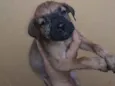 não tem