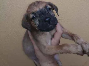 Cachorro raça não tem idade Abaixo de 2 meses nome não tem