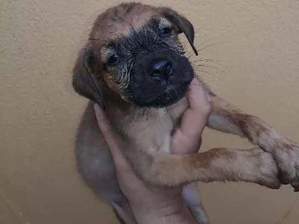Cachorro ra a não tem idade Abaixo de 2 meses nome não tem