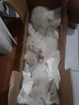 Não tem