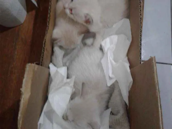 Gato raça Sem raça definida idade Abaixo de 2 meses nome Não tem