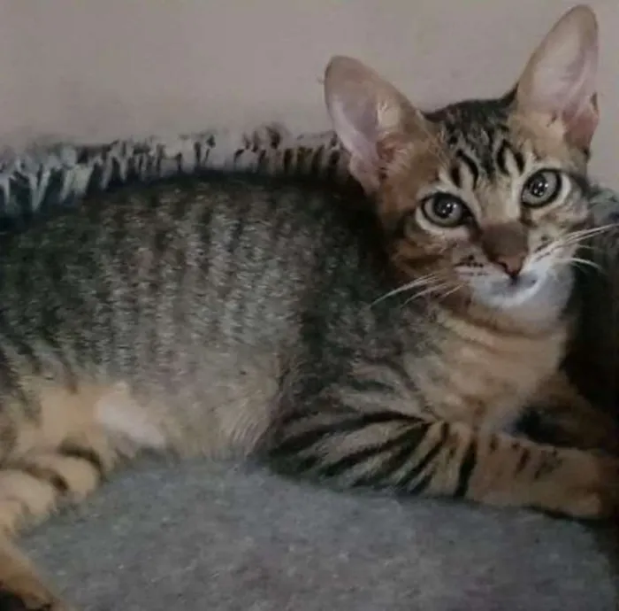 Gato ra a  idade 2 a 6 meses nome Mustafá
