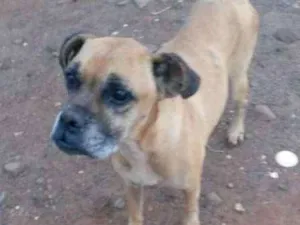 Cachorro raça boxer idade 6 ou mais anos nome não sabemos