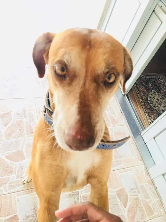 Cachorro ra a Mista  idade 6 ou mais anos nome Mel