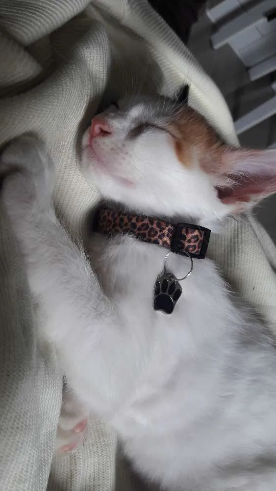 Gato ra a  idade Abaixo de 2 meses nome Nina