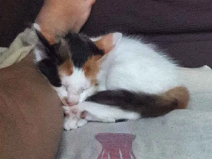 Gato ra a  idade Abaixo de 2 meses nome Nina