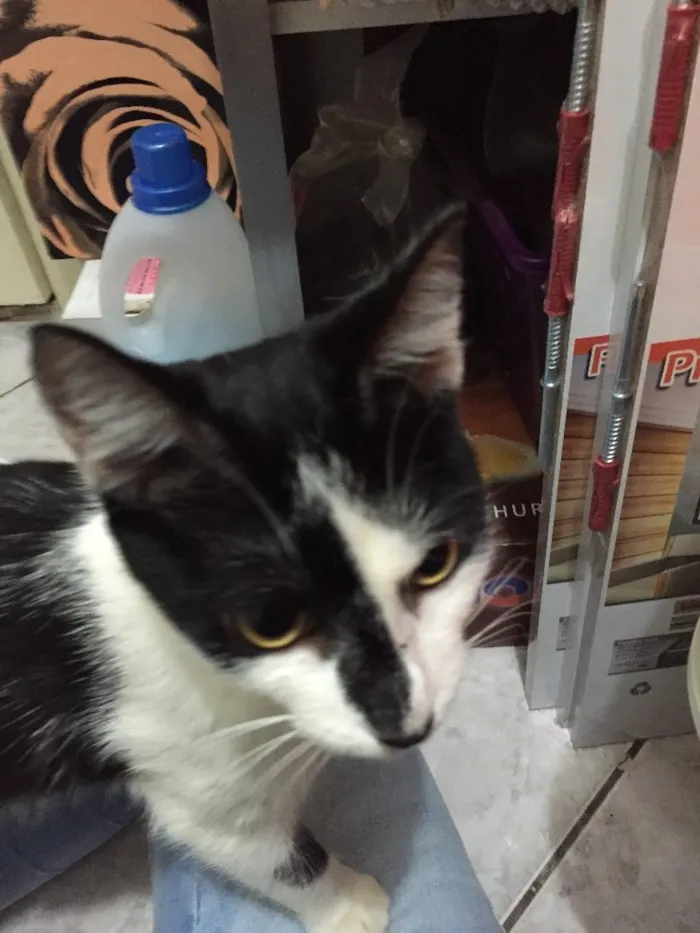 Gato ra a S.R.D. idade 2 a 6 meses nome Maxine