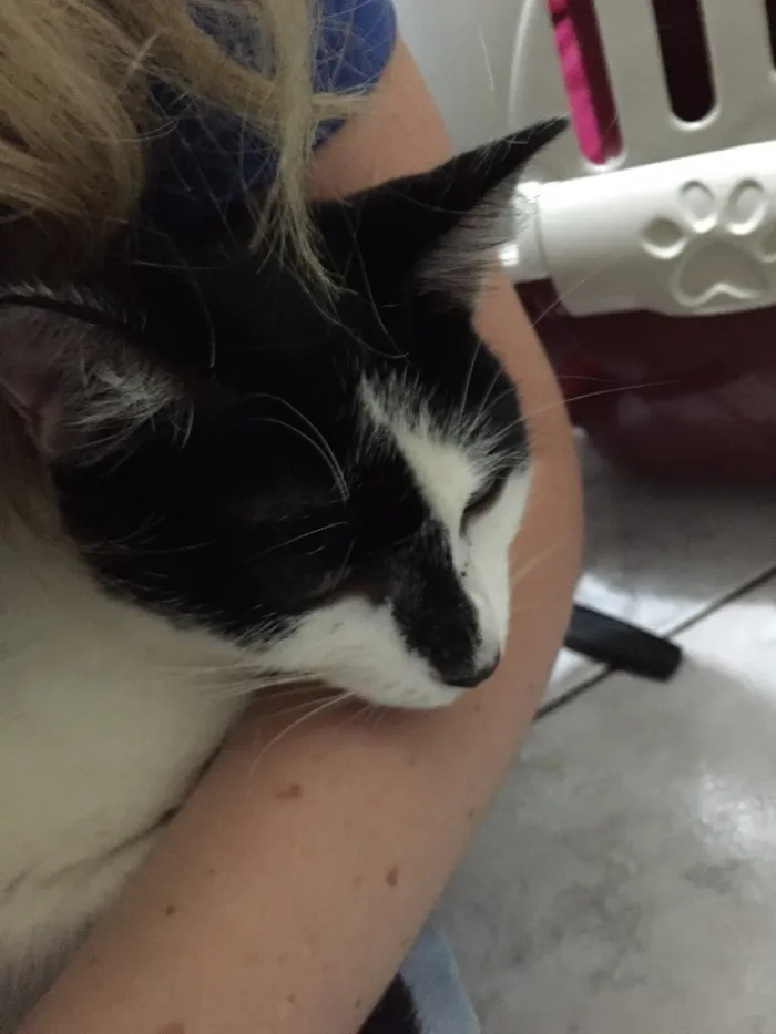 Gato ra a S.R.D. idade 2 a 6 meses nome Maxine