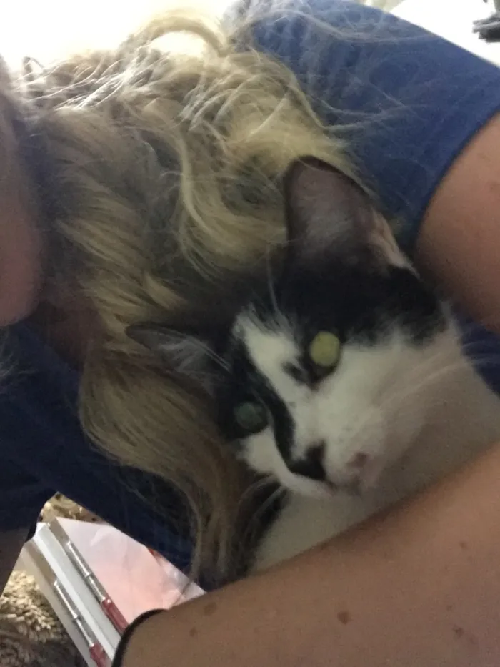 Gato ra a S.R.D. idade 2 a 6 meses nome Maxine