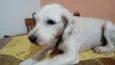 Léo