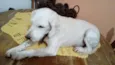 Léo