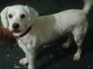 Cachorro raça Poodle idade 2 anos nome Léo