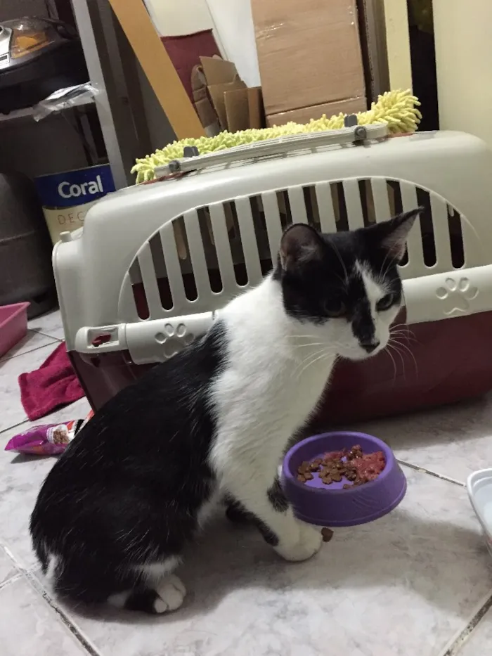 Gato ra a S.R.D. idade 2 a 6 meses nome Nome desconhecido