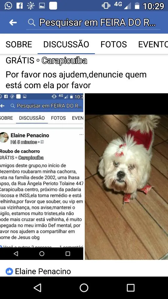 Cachorro ra a Lhasa idade 4 anos nome Kiara