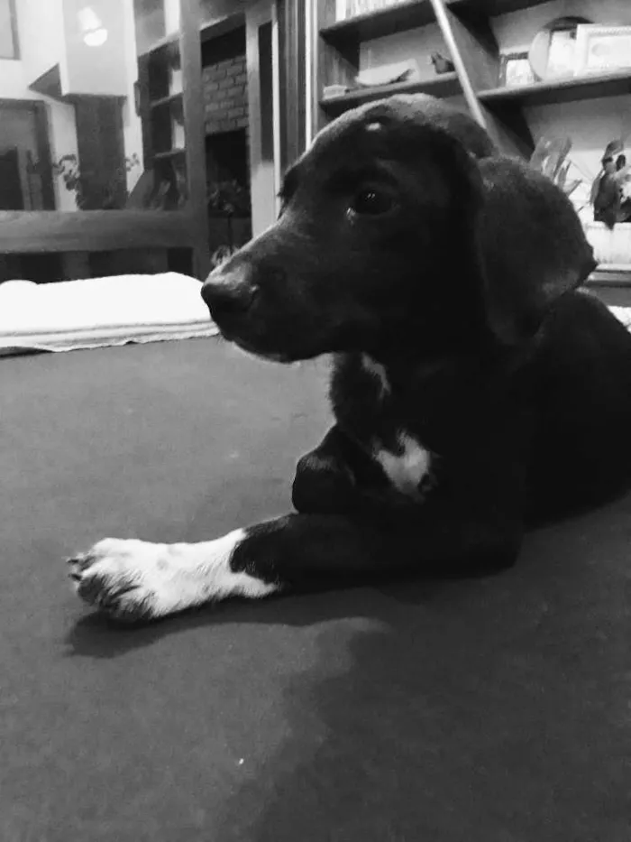 Cachorro ra a SRD idade 2 a 6 meses nome Ze Antonio