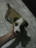 paçoca 
