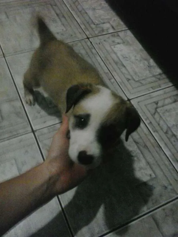 Cachorro ra a vira-lata  idade Abaixo de 2 meses nome paçoca 